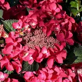 Arborix Hydrangea Macrophylla 'Kardinal' -Hortensia 25-30 cm in pot