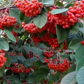 Arborix Cotoneaster Lacteus - Dwergmispel 40-60 cm in pot