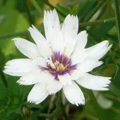 Arborix 6 x Catananche Caerulea 'Alba' - Blauwe Strobloem pot 9x9cm