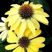 Arborix 3 x Echinacea Purpurea 'Sunrise' - Zonnehoed pot 9x9cm