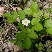Arborix 6 x Fragaria Vesca - Bosaardbei pot 9x9cm
