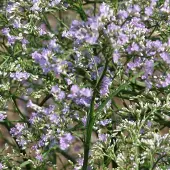 Arborix 6 x Limonium Latifolium - Lamsoor pot 9x9cm