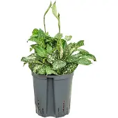 Fleurdirect Hydroplant Dracaena Godseffiana Florida Beauty