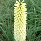 Arborix 3 x Kniphofia 'Ice Queen' - Vuurpijl pot 9x9cm