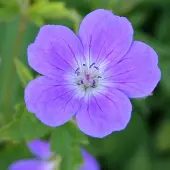 Arborix 6 x Geranium Sylvaticum 'Mayflower' - Bosooievaarsbek pot 9x9cm