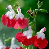 Arborix 6 x Salvia Microphylla 'Hot Lips' - pot 9x9xm