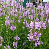 Arborix 6 x Physostegia Virginiana 'Bouquet Rose' - Scharnierplant pot 9x9cm