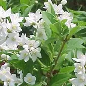 Arborix Deutzia Gracilis - Bruidsbloem 25-30 cm pot