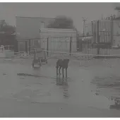 Ginza.se Nivhek - After Its Own Death / Walking In A Spiral Towards The House (2 LP)