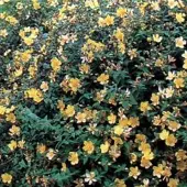 Arborix Hypericum 'Hidcote' - Herfsthooi;Sint Janskruid 25-30 cm pot