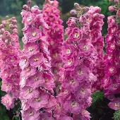 Arborix 6 x Delphinium 'Astolat' - Ridderspoor pot 9x9cm