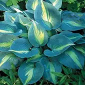 Arborix 3 x Hosta 'Touch Of Class' - Hartlelie pot 9x9cm
