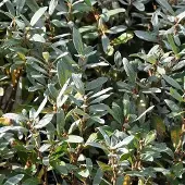 Arborix Salix Helvetica - Zwitserse bolwilg;Zwitserse dwergwilg 25-30 cm pot