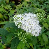 Arborix Spiraea Japonica 'Albiflora' - Spierstruik 20-25 cm pot