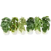 Coppens Plantje in vaasje wit