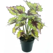Nova Nature Begonia Rex in pot green 33cm |