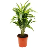 Exotenherz Vertakte drakenboom - Dracaena deremensis "Lemon Lime" - 21 cm