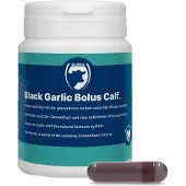 Excellent Black Garlic Bolus Calf