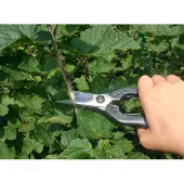 Okatsune Bonsai schaar 207 voor het knippen van kleine takken