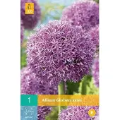 JUB Allium Globemaster - sierui - set van 1 stuks