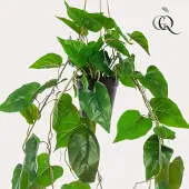 Green Boutiq Kunstplant - Philodendron scandens - Klimmende Boomliefhebber - 80 cm