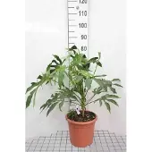 GRDplanten Fatsia poly. 'Green Fingers' - Vingerplant 60- + cm in pot