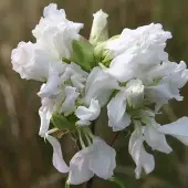 Arborix 6 x Saponaria Officinalis 'Alba Plena' - Zeepkruid pot 9x9cm