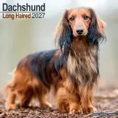 Avonside Publishing Ltd. Teckel Langhaar Kalender 2027