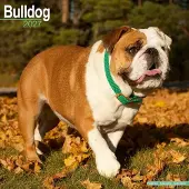 Avonside Publishing Ltd. Engelse Bulldog Kalender 2027
