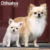 Avonside Publishing Ltd. Chihuahua Kalender 2027