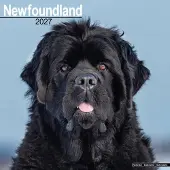Avonside Publishing Ltd. Newfoundlander Kalender 2027