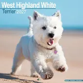 Avonside Publishing Ltd. West Highland White Terrier Kalender 2027