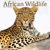 Avonside Publishing Ltd. African Wildlife Kalender 2027