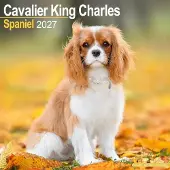 Avonside Publishing Ltd. Cavalier King Charles Spaniel Kalender 2027