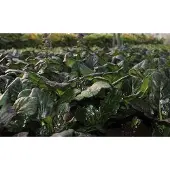 GRDplanten 6x Zenegroen - Ajuga rept. 'Catlin's Giant' | 9x9 cm pot