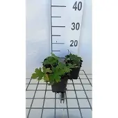 GRDplanten 6x Monnikskap - Aconitum lamarckii | 9x9 cm pot