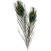 Ginza.se Pauwenveren, 25-30 cm, 10 stuks.