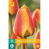 JUB X 10 Tulipa Apeldoorn's Elite