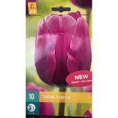JUB - Tulipa Negrita
