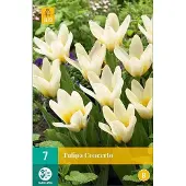 JUB - Tulipa Concerto, 5 bloembollen