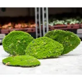 Emerald Mosplaat – Groen mos – Set van 4 – Kunstmos