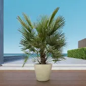 Green bubble Chamaerops humilis - 150cm