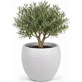 Eda Bloempot EDA Graphit Cirkelvormig Wit Ø 50 cm