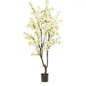 Emerald eternal green B.V. Kersenbloesemboom h210cm wit