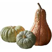 Loberon Sierpompoen set van 3 Raliven