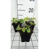 GRDplanten 6x Pachyphragma - Pachyphragma macrophyllum | 9x9 cm pot