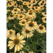 GRDplanten 6 x Echinacea purpurea 'Aloha' - Zonnehoed - Pot van 9x9 cm