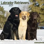 Avonside Publishing Ltd. Labrador Retriever Mixed Kalender 2027