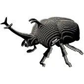 Eugy 3D Puzzel - Neushoornkever - Insecten - Duurzaam - Verzamel Ze Allemaal - 6 Jaar