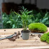 Urbanjngl Bergpalm - Chamaedorea elegans 'baby' - Terrarium plant